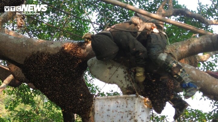 Hốt bạc từ 'cây ong mật' kỳ lạ ở Điện Biên cho hàng tấn mật ong thượng hạng- Ảnh 4.
