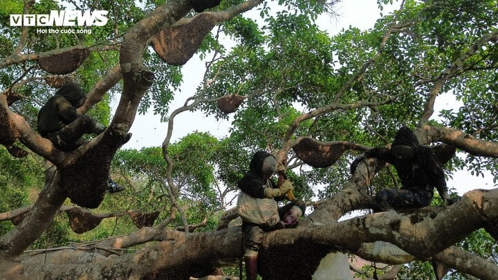 Hốt bạc từ 'cây ong mật' kỳ lạ ở Điện Biên cho hàng tấn mật ong thượng hạng- Ảnh 3.