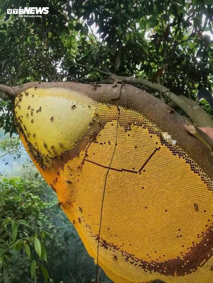 Hốt bạc từ 'cây ong mật' kỳ lạ ở Điện Biên cho hàng tấn mật ong thượng hạng- Ảnh 5.
