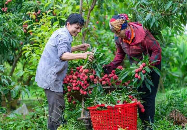 Vải thiều mất mùa, doanh nghiệp giảm sản lượng xuất khẩu- Ảnh 4.