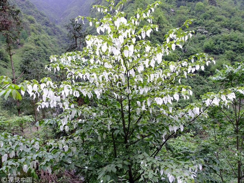 Loài cây quý hiếm mọc ở vùng núi cao Trung Quốc, tồn tại hơn 60 triệu năm trên trái đất, ví như ‘hoá thạch sống’, cánh hoa trắng muốt như chim bồ câu: Được bảo tồn để sinh lời vĩnh cửu- Ảnh 1.