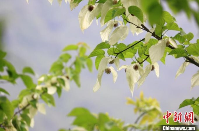 Loài cây quý hiếm mọc ở vùng núi cao Trung Quốc, tồn tại hơn 60 triệu năm trên trái đất, ví như ‘hoá thạch sống’, cánh hoa trắng muốt như chim bồ câu: Được bảo tồn để sinh lời vĩnh cửu- Ảnh 3.