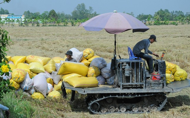 'Ông trùm' lúa gạo phía Nam vừa trúng thầu 100.000 tấn xuất Indonesia- Ảnh 2.