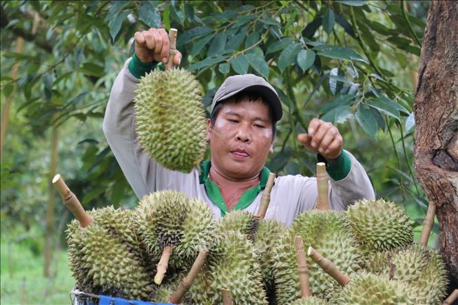 Giá sầu riêng tăng trở lại giúp nông dân có lợi nhuận khá- Ảnh 1.