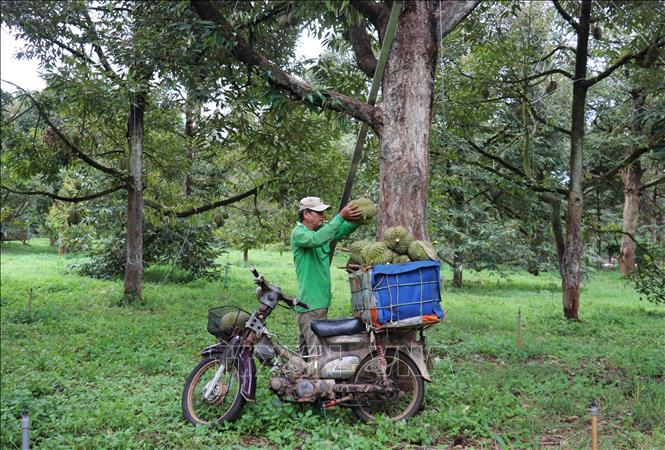 Giá sầu riêng tăng trở lại giúp nông dân có lợi nhuận khá- Ảnh 2.