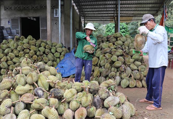 Giá sầu riêng tăng trở lại giúp nông dân có lợi nhuận khá- Ảnh 3.