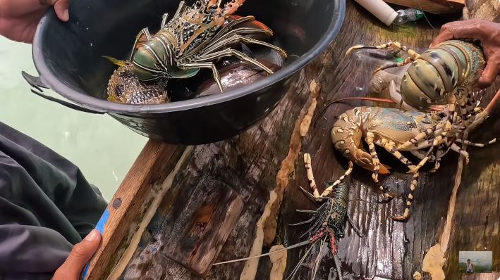 Đi săn tôm hùm khổng lồ ở đảo hoang Indonesia, gã lang thang người Việt chạm mặt Đi săn tôm hùm khổng lồ ở đảo hoang Indonesia, gã lang thang người Việt chạm mặt