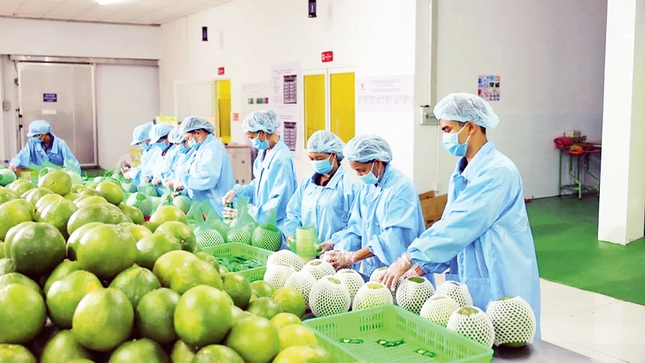 Hai 'khách sộp' tăng mạnh nhập nông sản Việt Nam- Ảnh 1.