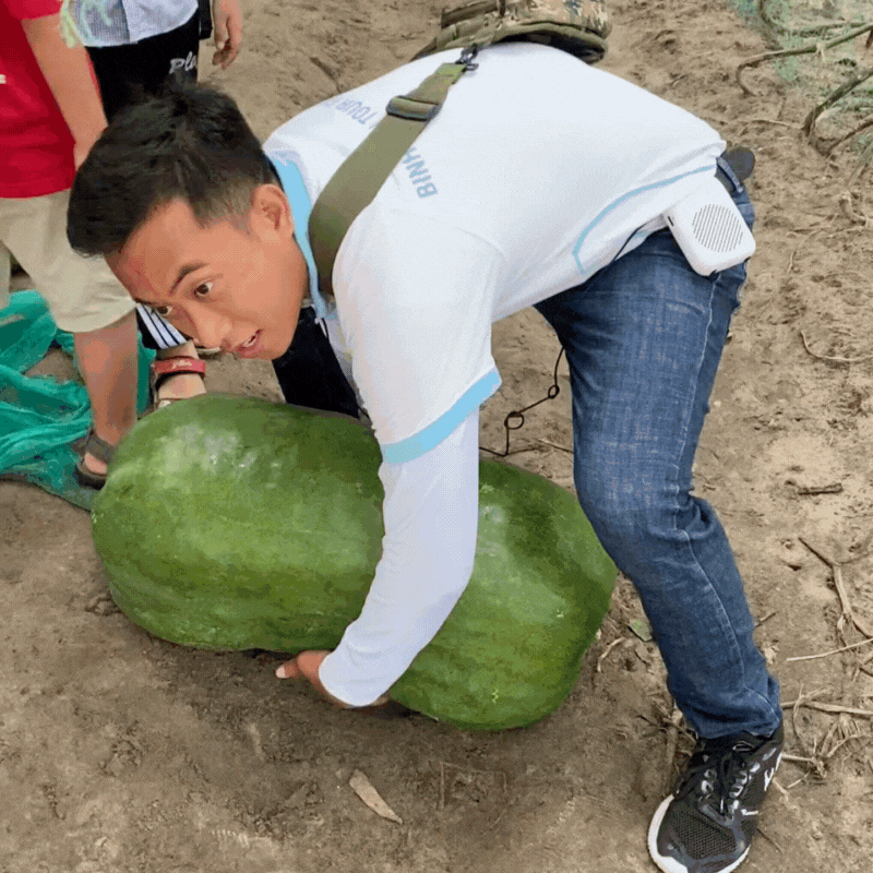 Sự thật ít ai biết về làng bí đao khổng lồ ở Bình Định, có quả nặng tới 80kg 2 người khiêng mới xuể- Ảnh 9.
