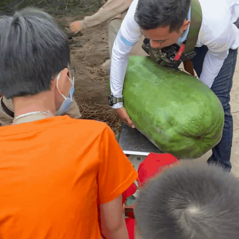 Sự thật ít ai biết về làng bí đao khổng lồ ở Bình Định, có quả nặng tới 80kg 2 người khiêng mới xuể- Ảnh 10.