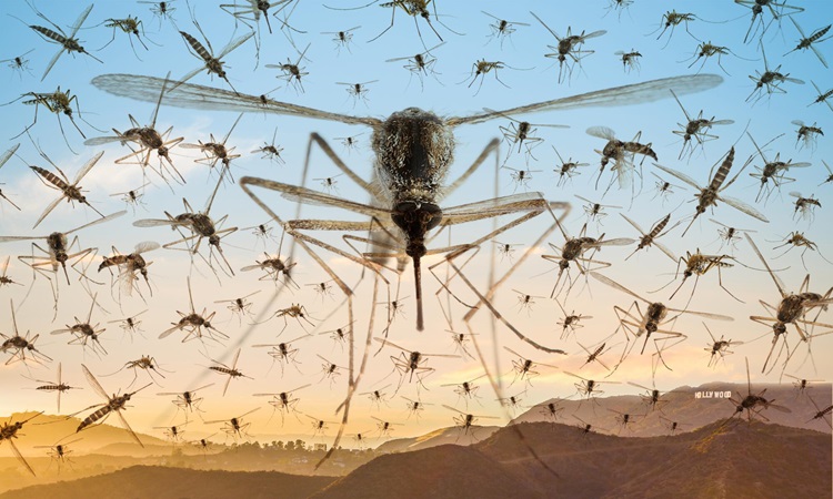 Los Angeles (Mỹ) thả 20.000 muỗi đực để diệt muỗi vằn- Ảnh 1.