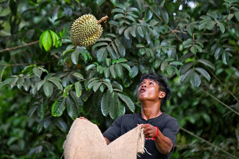 Hạn hán, nắng nóng 40 độ 'tấn công' các vườn sầu riêng Thái Lan - nông dân lo sợ 'tương lai của sầu riêng sẽ kết thúc'- Ảnh 1.