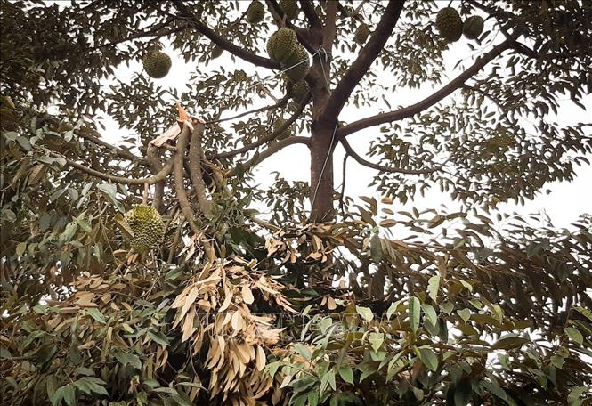 Mưa dông đầu mùa khiến sầu riêng tại Gia Lai rụng trái la liệt- Ảnh 1.