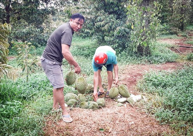 Mưa dông đầu mùa khiến sầu riêng tại Gia Lai rụng trái la liệt- Ảnh 3.