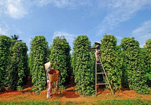 Lý do giá 'vàng đen' liên tục tăng mạnh- Ảnh 1.