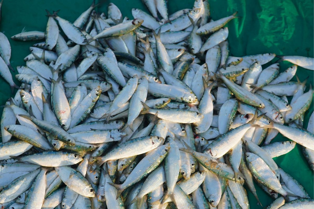 1 loại cá giá rẻ bằng 1/3 cá hồi mà chứa nhiều đạm, omega-3 và canxi không kém: Ít lo nhiễm thủy ngân, gặp ở chợ thì tranh thủ mua ngay- Ảnh 2.