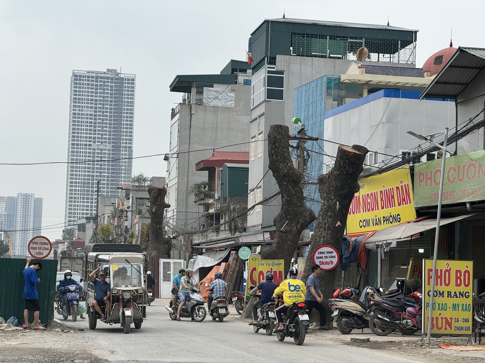 Hàng xà cừ cổ thụ buộc phải cắt ngọn, đánh chuyển trên đường 70 kéo dài- Ảnh 5.