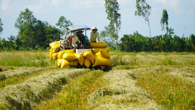 Lý do 'ông trùm' lúa gạo nợ nông dân An Giang 200 tỷ đồng- Ảnh 1.