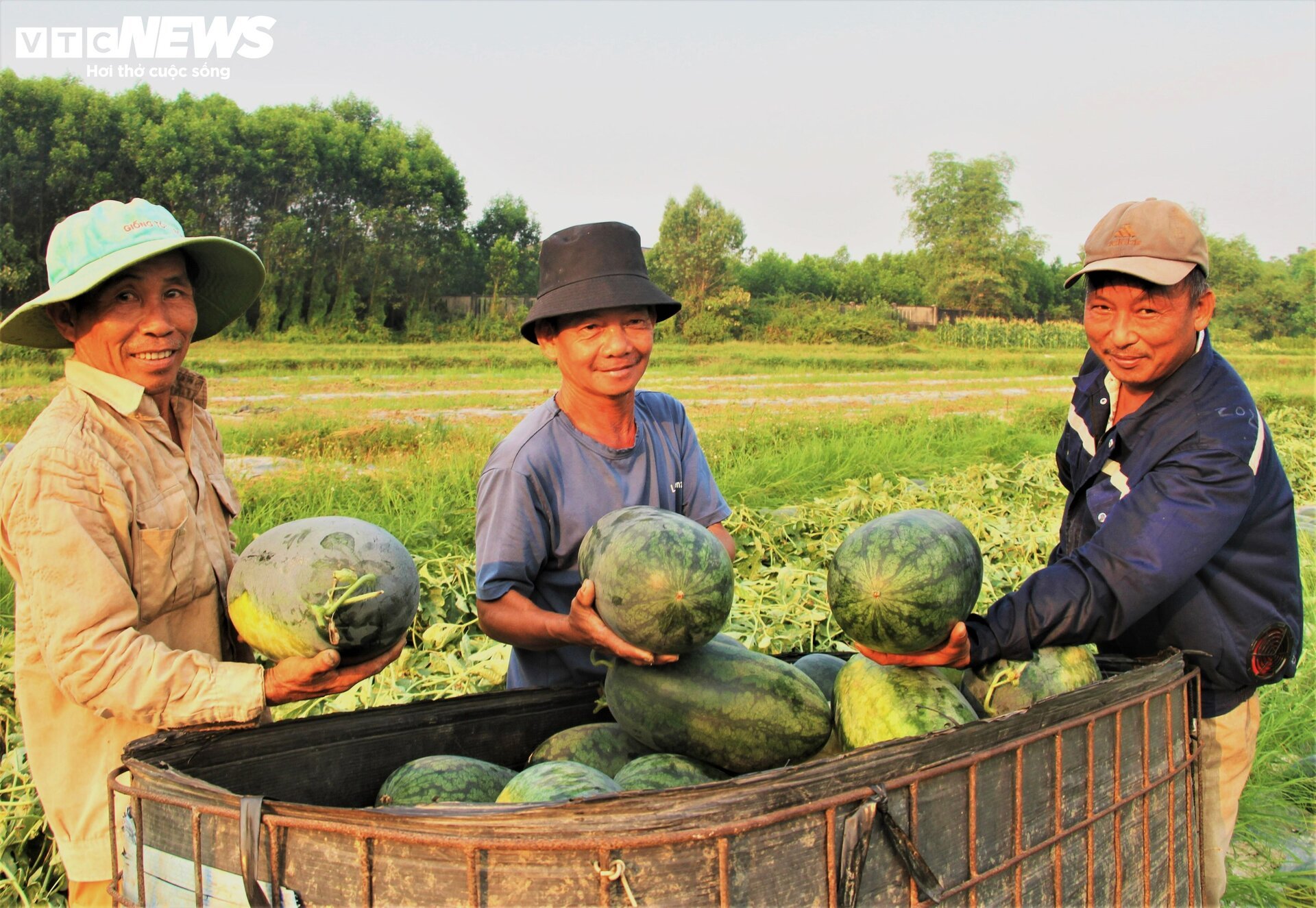 Nông dân 'thủ phủ' dưa hấu ở Quảng Nam thắng lớn nhờ được mùa, được giá- Ảnh 1.