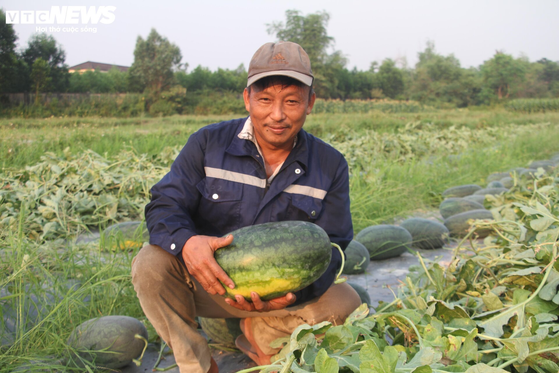 Nông dân 'thủ phủ' dưa hấu ở Quảng Nam thắng lớn nhờ được mùa, được giá- Ảnh 4.
