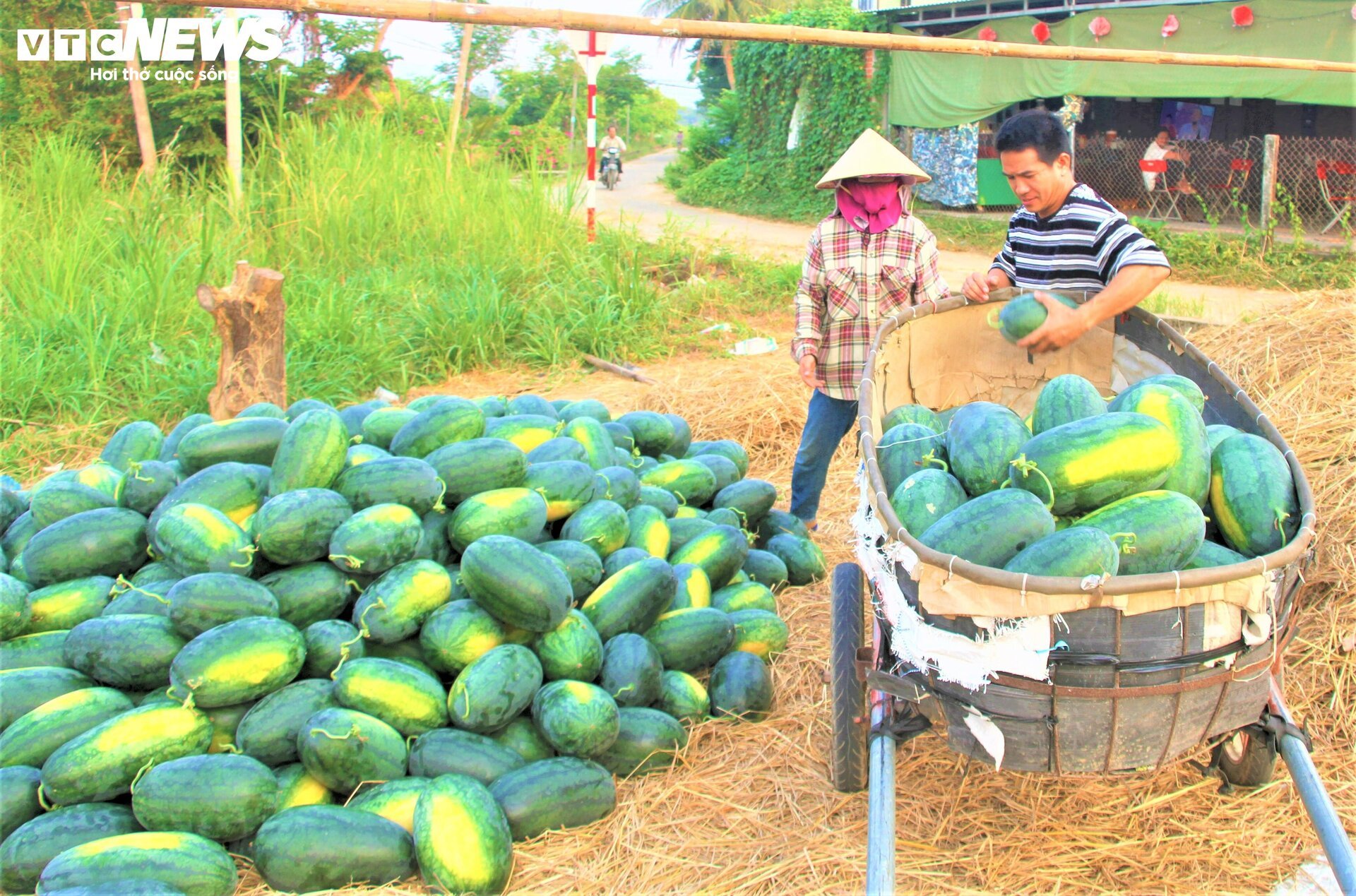 Nông dân 'thủ phủ' dưa hấu ở Quảng Nam thắng lớn nhờ được mùa, được giá- Ảnh 7.