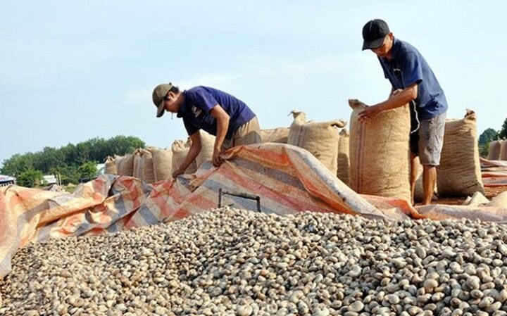 Nguyên nhân đối tác 'lật kèo' hàng trăm nghìn tấn điều thô với doanh nghiệp Việt- Ảnh 1.