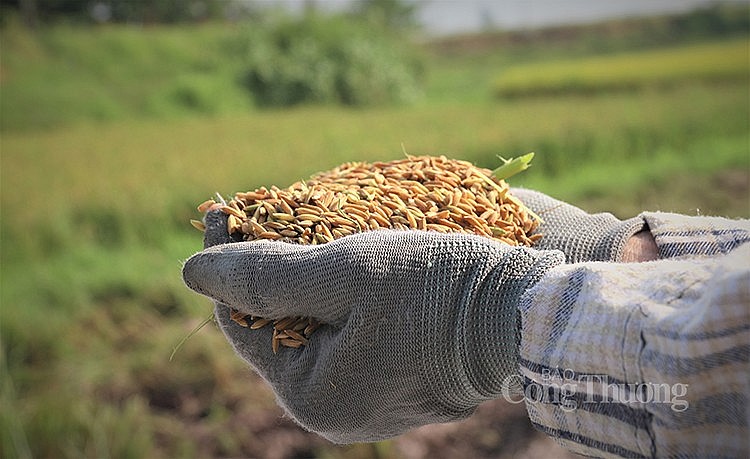 Doanh nghiệp lo lợi ích nhóm, quay lại cơ chế xin - cho nếu áp dụng giá sàn xuất khẩu gạo- Ảnh 1.