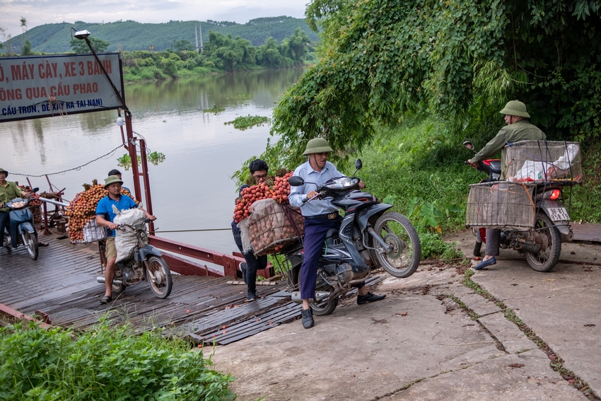 Ảnh, clip: Nghịch lý vải thiều mất mùa, nông dân Bắc Giang vẫn thu về bộn tiền- Ảnh 13.