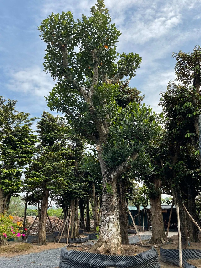 Kỳ lạ cây mít được trồng trên đất "đế vương": Tuổi đời hơn 500 năm, từng bị bom găm nhưng vẫn ra quả đều- Ảnh 5.