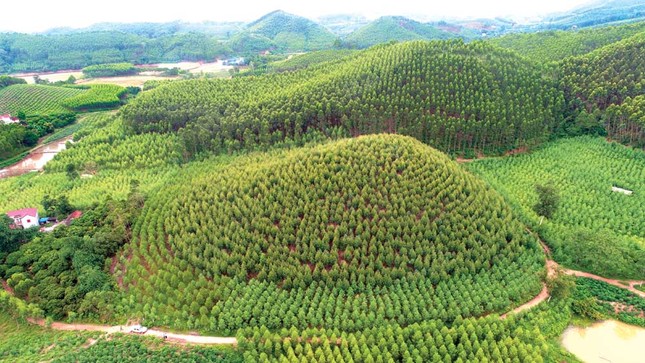 Chuyển hồ sơ sang công an vụ khoán hơn 142 ha đất lâm nghiệp ở Bắc Giang- Ảnh 1.