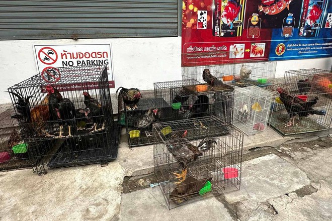 Cháy kinh hoàng tại khu chợ thú cưng nổi tiếng Thái Lan, thiêu chết hơn 1000 con vật, có nhiều giống quý hiếm- Ảnh 5.