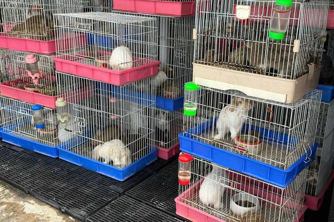 Cháy kinh hoàng tại khu chợ thú cưng nổi tiếng Thái Lan, thiêu chết hơn 1000 con vật, có nhiều giống quý hiếm- Ảnh 6.