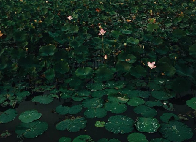 Vườn Quốc gia Tràm Chim - khu Ramsar thế giới của Việt Nam: Mộc mạc, hoang sơ nhưng ẩn chứa vô vàn vẻ đẹp kỳ vĩ- Ảnh 33.