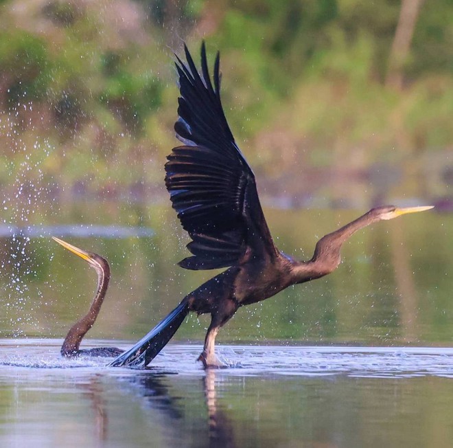 Vườn Quốc gia Tràm Chim - khu Ramsar thế giới của Việt Nam: Mộc mạc, hoang sơ nhưng ẩn chứa vô vàn vẻ đẹp kỳ vĩ- Ảnh 19.