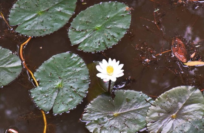 Vườn Quốc gia Tràm Chim - khu Ramsar thế giới của Việt Nam: Mộc mạc, hoang sơ nhưng ẩn chứa vô vàn vẻ đẹp kỳ vĩ- Ảnh 13.