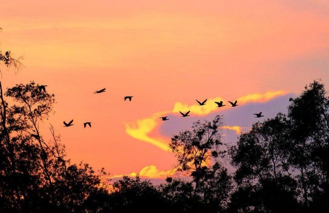 Vườn Quốc gia Tràm Chim - khu Ramsar thế giới của Việt Nam: Mộc mạc, hoang sơ nhưng ẩn chứa vô vàn vẻ đẹp kỳ vĩ- Ảnh 11.