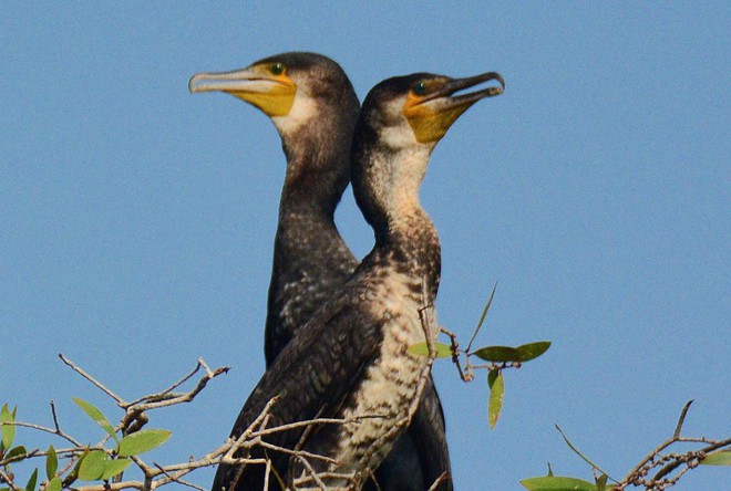 Vườn Quốc gia Tràm Chim - khu Ramsar thế giới của Việt Nam: Mộc mạc, hoang sơ nhưng ẩn chứa vô vàn vẻ đẹp kỳ vĩ- Ảnh 10.