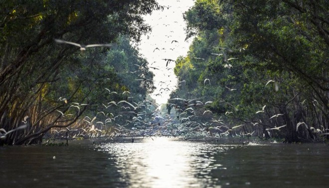 Vườn Quốc gia Tràm Chim - khu Ramsar thế giới của Việt Nam: Mộc mạc, hoang sơ nhưng ẩn chứa vô vàn vẻ đẹp kỳ vĩ- Ảnh 3.