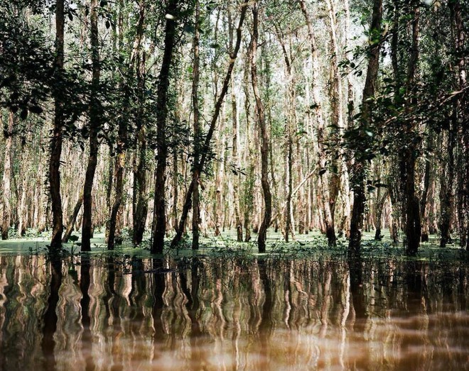 Vườn Quốc gia Tràm Chim - khu Ramsar thế giới của Việt Nam: Mộc mạc, hoang sơ nhưng ẩn chứa vô vàn vẻ đẹp kỳ vĩ- Ảnh 2.