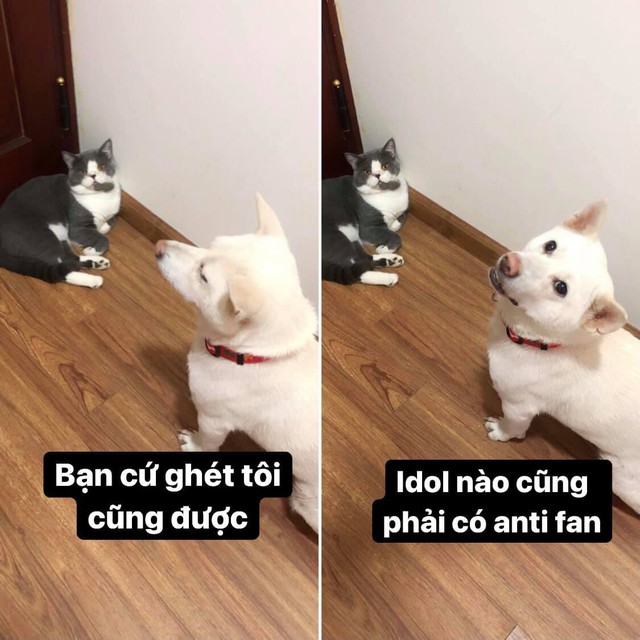 Chú chó 