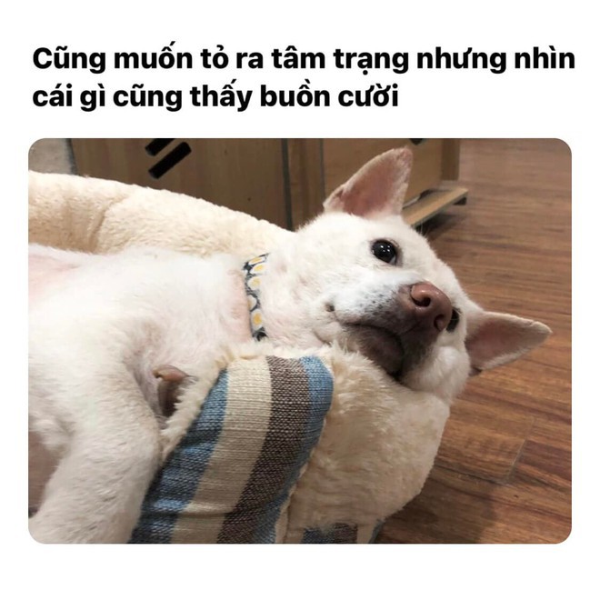 Chú chó 