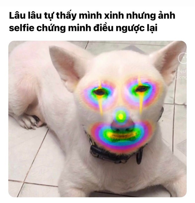 Chú chó 