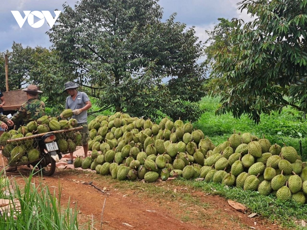 Nông dân Gia Lai phấn khởi vào vụ thu hoạch sầu riêng- Ảnh 2.