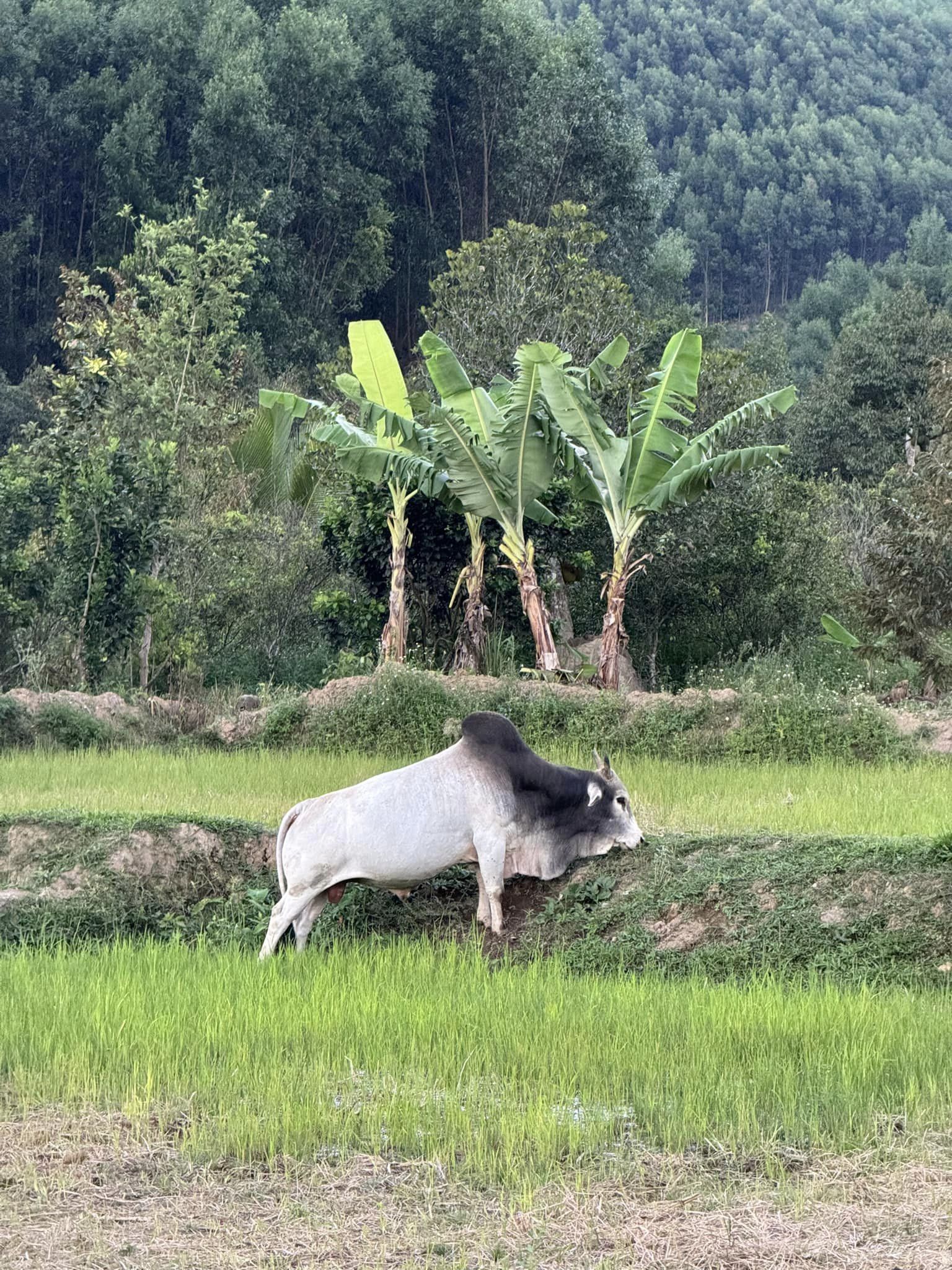 Giữa ồn ào chồng đòi ly hôn, Hằng Du Mục vẫn không quên ủng hộ nông sản Việt bằng việc làm này- Ảnh 5.