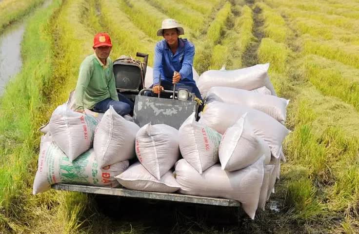 Giá xuất khẩu gạo tăng mạnh, doanh nghiệp có hết lo?- Ảnh 1.
