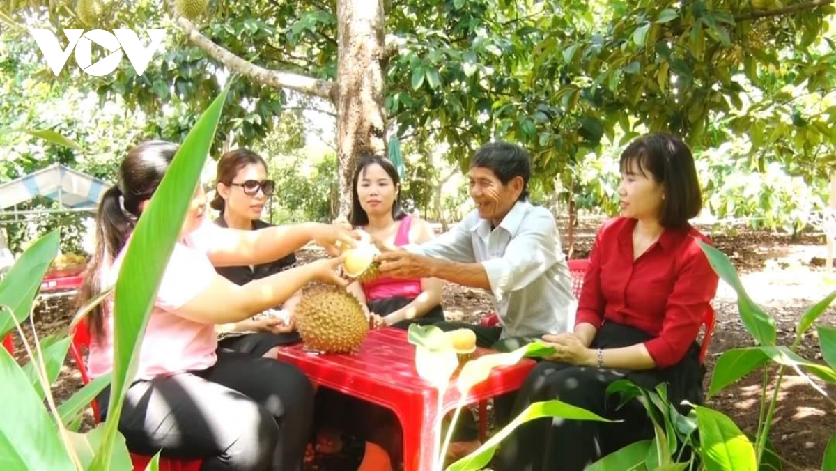 "Thủ phủ trái cây" của Đồng Nai bước vào vụ thu hoạch rộ sầu riêng- Ảnh 2.
