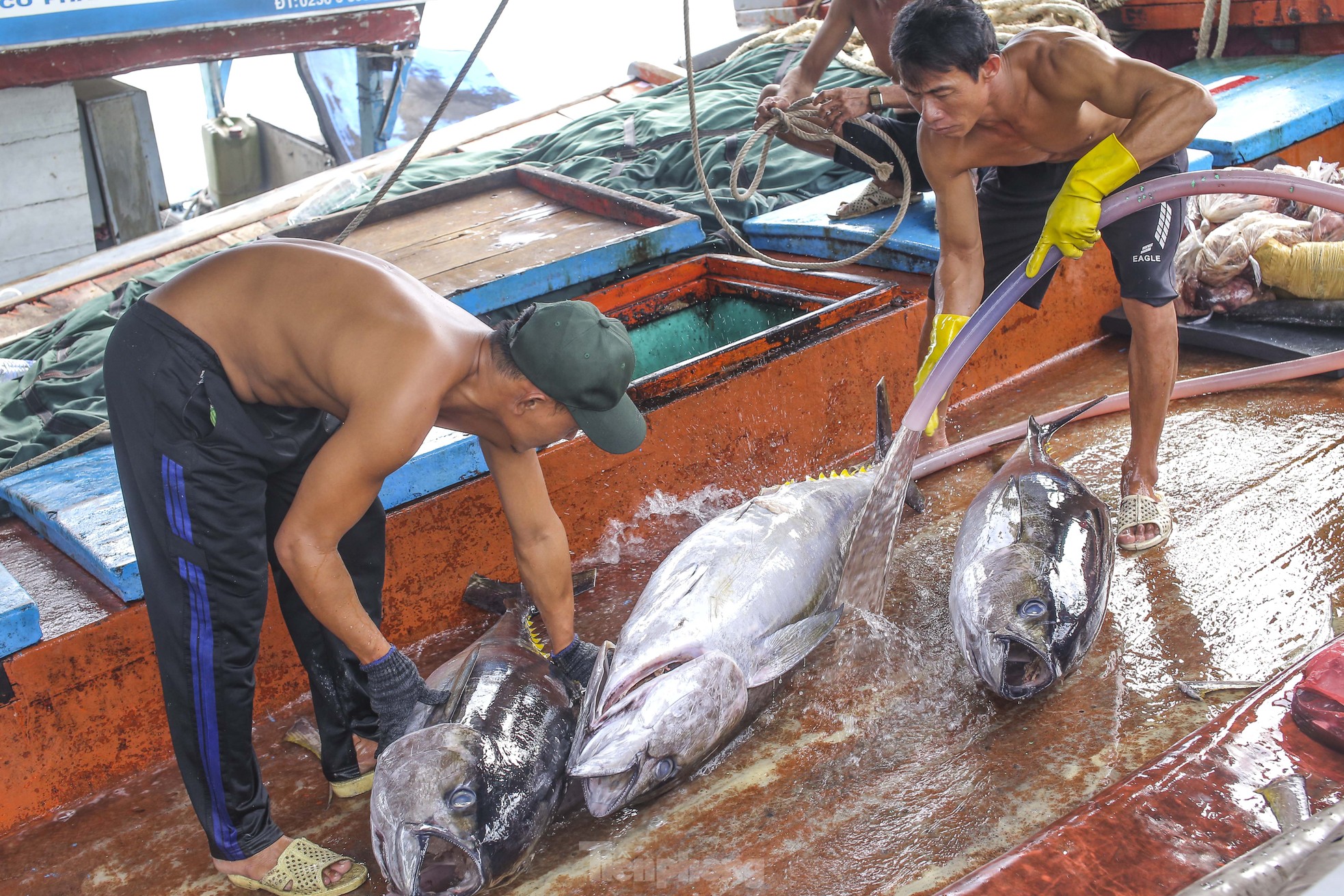 Xem ngư dân xuất bán cá ngừ 40-50 kg vừa đánh bắt từ Trường Sa- Ảnh 5.
