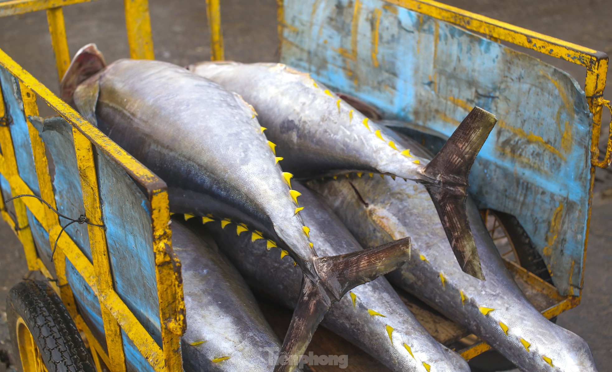 Xem ngư dân xuất bán cá ngừ 40-50 kg vừa đánh bắt từ Trường Sa- Ảnh 6.