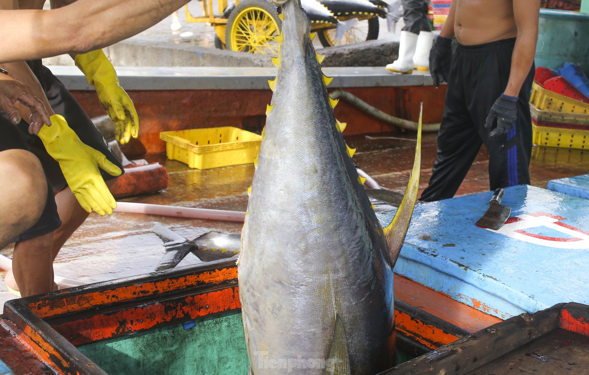 Xem ngư dân xuất bán cá ngừ 40-50 kg vừa đánh bắt từ Trường Sa- Ảnh 3.