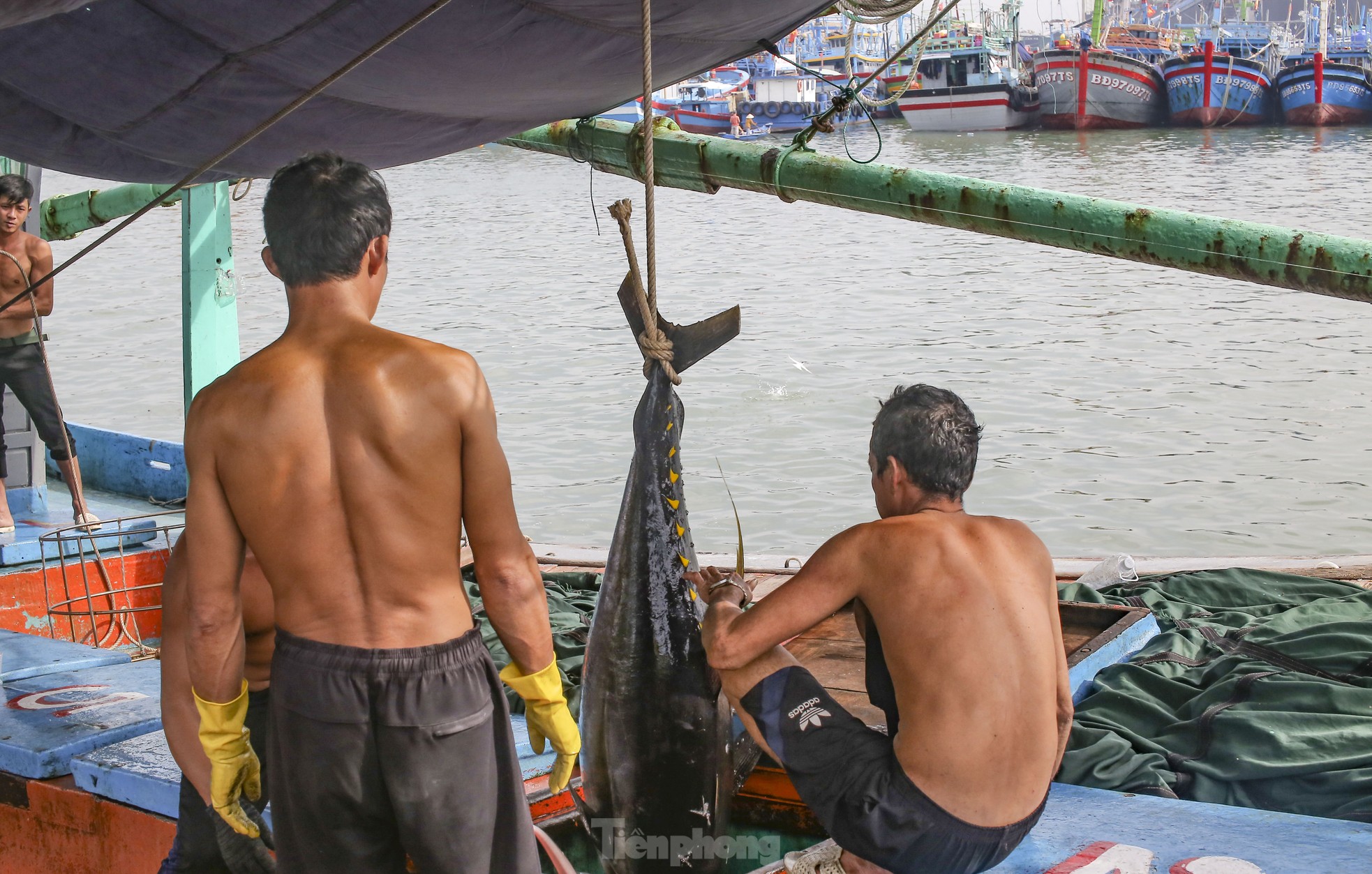 Xem ngư dân xuất bán cá ngừ 40-50 kg vừa đánh bắt từ Trường Sa- Ảnh 1.